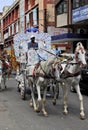 View of horses drawing carriage during Indian Jain community procession