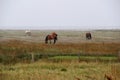 View on horses and a field on the northern sea island juist germany Royalty Free Stock Photo