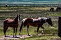 View of Horses Grazing At The Hunewill Ranch Near Bridgeport, California in late spring Royalty Free Stock Photo