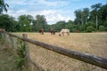 View of horses grazing in fenced farmland with trees under the blue sky Royalty Free Stock Photo