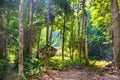 View of house among tropical jungle forest Royalty Free Stock Photo