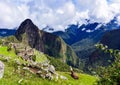 View  Huayna Picchu   35 -Cusco-Peru-The llama Royalty Free Stock Photo