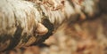 View of hub mushroom living on fallen birch-tree. Small depth of field. Royalty Free Stock Photo