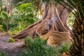 View of huge roots of the tree growing in Supreme Court Gardens in Perth