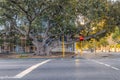 View of huge tree growing across Barrack street, Perth, Western Australia