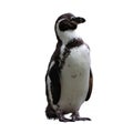 View on Humboldt penguin, Spheniscus humboldti, standing isolated on white background without shadow. Endemic top predator Royalty Free Stock Photo