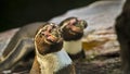 View of Humboldt penguins strolling on southern beaches Royalty Free Stock Photo