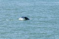 A view a humpback whale fin breaking the surface in the Gastineau Channel on the approach to Juneau, Alaska Royalty Free Stock Photo