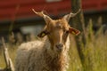 View of Hungarian racka sheep in greenery field Royalty Free Stock Photo