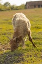 View of Hungarian racka sheep in greenery field Royalty Free Stock Photo