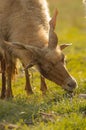 View of Hungarian racka sheep in greenery field Royalty Free Stock Photo