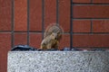 Squirrel And Trash Can