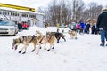 Close up beautiful Husky dogs used for sledding in snowy Russian city