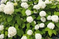 View of Hydrangea arborescens `Annabelle` Royalty Free Stock Photo