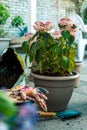 View of a hydrangea repotted in a larger pot, with gardening tools and potting soil.Hobbies and leisure. Summer gardening. Royalty Free Stock Photo