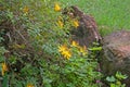 Hypericum shrub with yellow flowers in a garden.