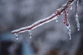 Cold Winter Coating on the Branch Royalty Free Stock Photo