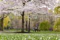 The Boston Public Garden Royalty Free Stock Photo