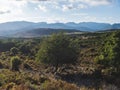 View of idyllic rural landscape of Supramonte Mountains green hills, trees and mediterranean vegetation. Ogliastra