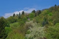 View of idyllic springtime landscape with blooming fruit trees on the hill, a small house, and a vineyard Royalty Free Stock Photo