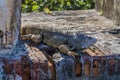 A view of an iguana on the battlements of the Castle of San Cristobal, San Juan, Puerto Rico