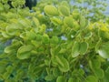 Shrub guaiacum officinate growing tree Royalty Free Stock Photo