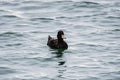 A view of a immature male Surf Scoter swimming in the sea.