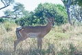 IMPALA BULL STANDING IN THE SHADE OF A TREE