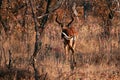 IMPALA RAM ENTERING THE AFRICAN BUSH