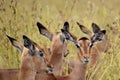 Impala Females