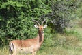 Impala Ram Royalty Free Stock Photo