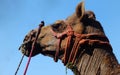 View of Indian Camel head aginst blue sky