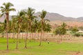 A view of the Indian rural landscape, Puttaparthi, Andhra Pradesh, India. Copy space for text.