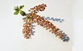 View of Indian tulasi or Holy Basil stem with leaves