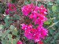 View of inflorescence of Bougainvillea spectabilis also known as great bougainvillea with beautiful and vibrant pink flowers in