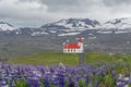 View of Ingjaldsholl Church on Snaefellsnes Peninsula with Lupinus nootkatensis on the foreground