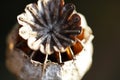 VIEW OF INNER SEGMENTS ON DECAYING POPPY SEED CAPSULE Royalty Free Stock Photo