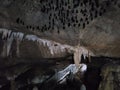 View inside Bat cave with hanging bats and stalactite formation in Kilim Karst Geoforest Park, Langkawi, Kedah, Malaysia.