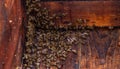 A view from the inside of the beehive, inspecting after catching and installing a bees swarm, copy space