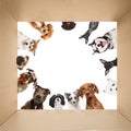 View from inside box looking up at a circle of various dogs looking down against white studio background. Royalty Free Stock Photo