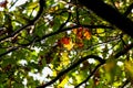 View inside the crown of an oak