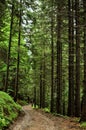 View inside of the forest on the fir trees Royalty Free Stock Photo