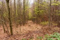 View inside of the forest on the trees Royalty Free Stock Photo