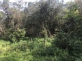 View of inside forest trees landscape forest trees