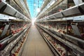 View of the inside of a modern poultry house