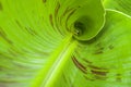 View inside a new green banana leaf, green background Royalty Free Stock Photo