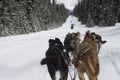 Dog sledding race in the forest