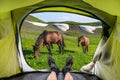 View from inside a tent on the horses and mountains