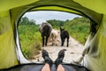 View from inside a tent on the sheeps and dirty road Royalty Free Stock Photo