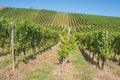 View inside the vineyards of Stadtbredimus